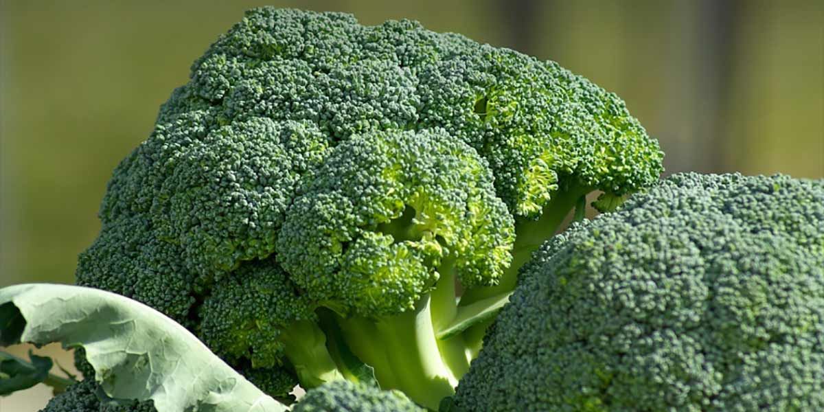 Sos broccoli, il buco produttivo in Spagna influenza l’Italia